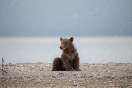Small bear cub on the lake