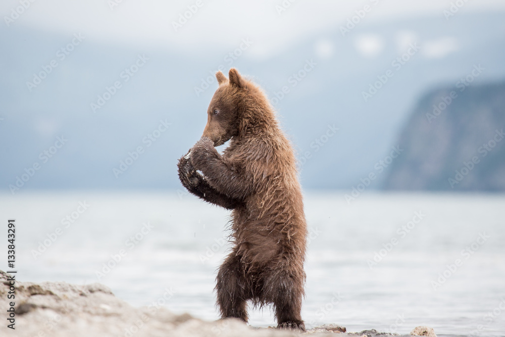 Obraz premium Boxing cub bear