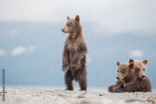 Little cubs waiting for his mother bear © Kit
