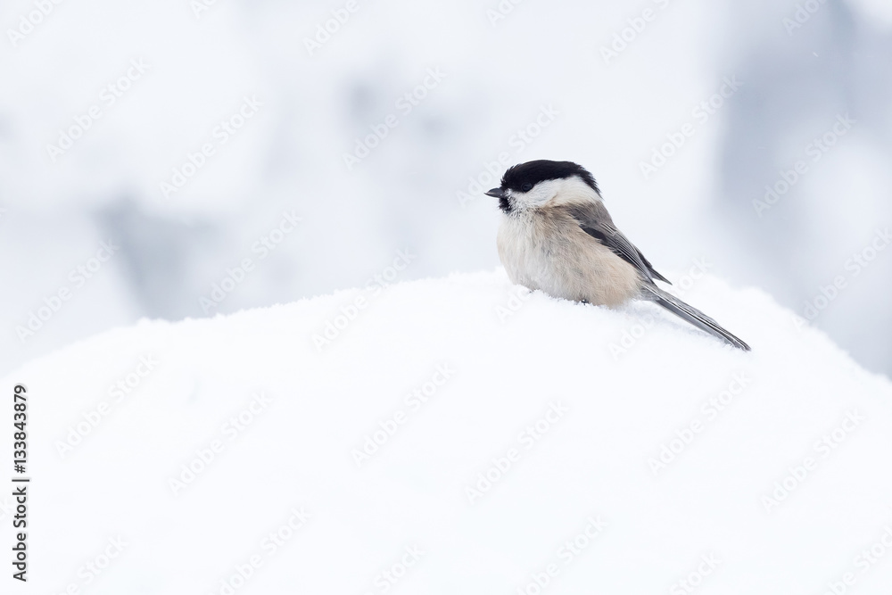 Weidenmeise in einer Winterlandschaft Weidenmeise in einer Winterlandschaft