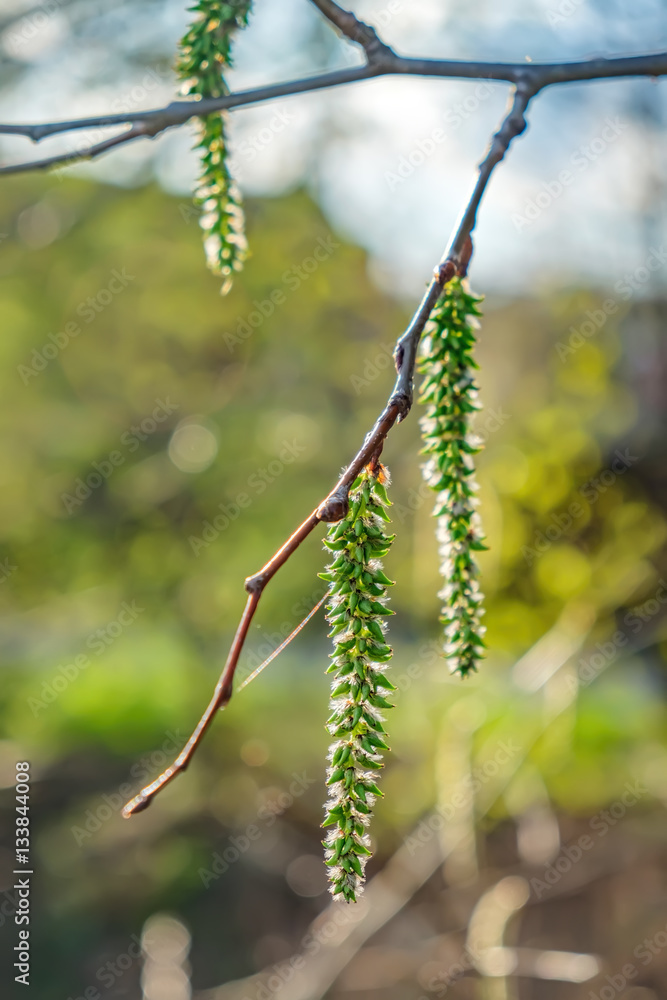 Naklejka premium Catkins poplar undiscovered in spring. Populus tremula, aspen is a species of poplar in the rays of the bright sun. Natural phorography.