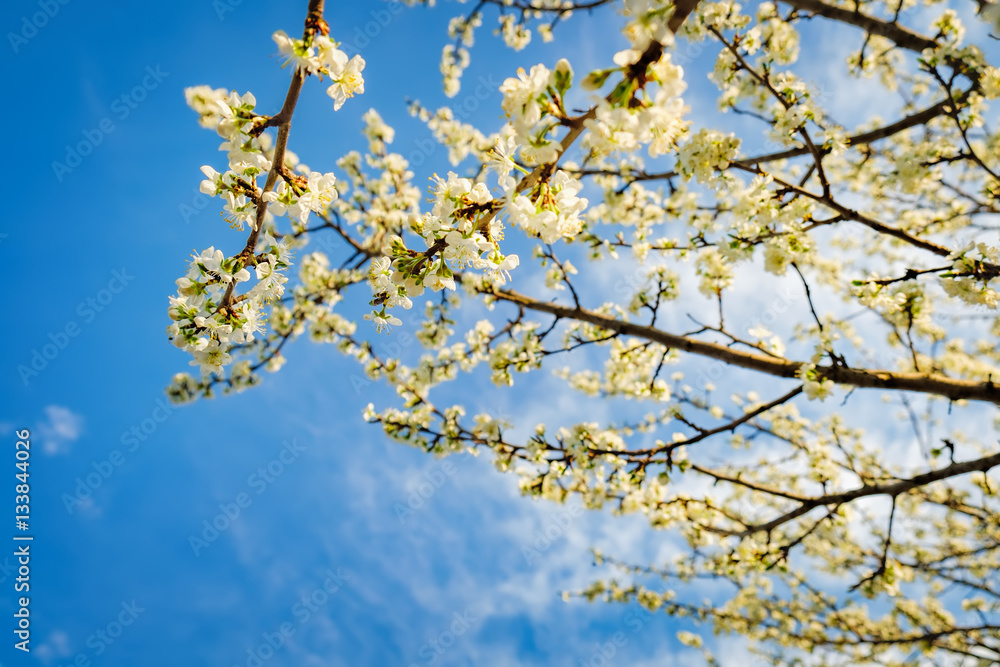 Spring blossoming, white spring flowers on a plum tree. Natural phorography. Spring blossoming, white spring flowers on a plum tree. Natural phorography.