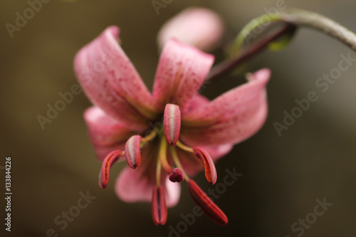 Flor de martágon encontrada en el pirineo aragonés (Lilium martagon)
