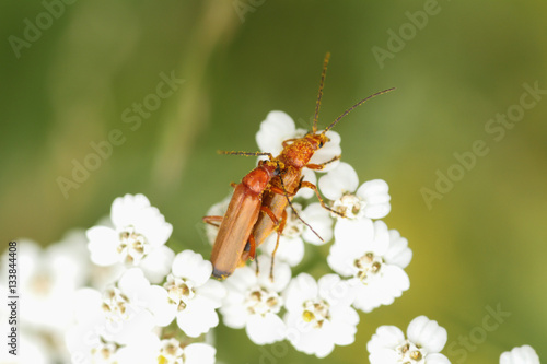 foto macro de un insecto posado sobre una flor o planta en el pirineo aragonés en verano