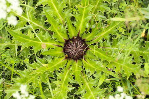 Planta del pirineo aragonés probablemente cardo. Fotografía macro y geométrica del centro de la planta