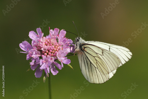 mariposa blanca posada sobre una flor de color violeta en el pirineo aragonés