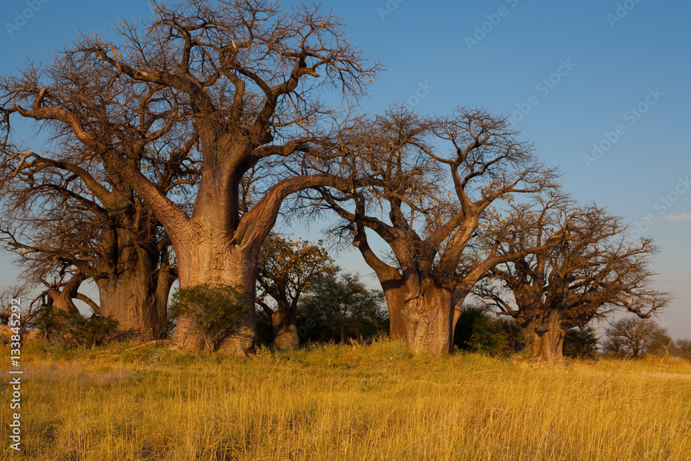 Baines baobab from Nxai Pan National Park - Botswana
