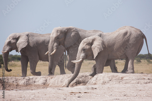 Elephants at waterhole in  Nxai Pan GR - Botswana