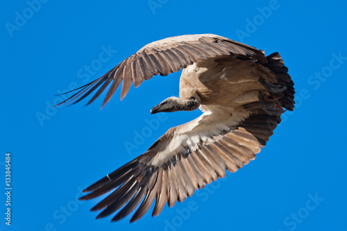 Vulture - Makgadikgadi Pans GR