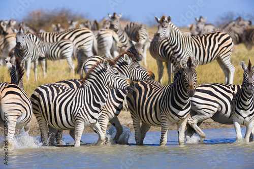 Fototapeta Naklejka Na Ścianę i Meble -  Zebras migration in Makgadikgadi Pans National Park
