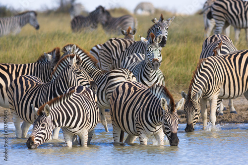 Zebras migration in Makgadikgadi Pans National Park