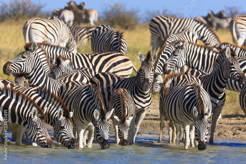 Zebras migration in Makgadikgadi Pans National Park