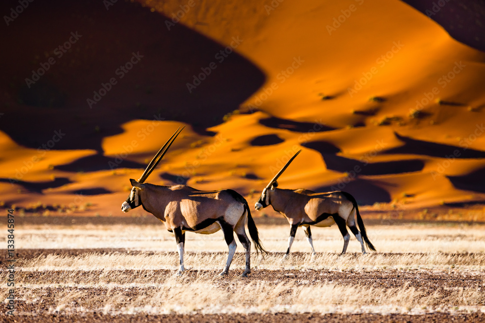 Fotografie, Obraz Oryx and dunes - Sossusvlei - Namibia | Posters.cz