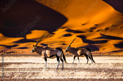 Oryx and dunes - Sossusvlei - Namibia photo
