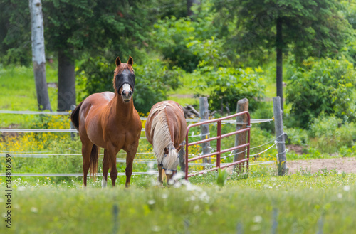 Two horses with blindfolds grazing & relaxing in springtime summer meadow. Mesh blindfolds allow the horse to see whilst protecting the animal's eyes from horsefly bites.