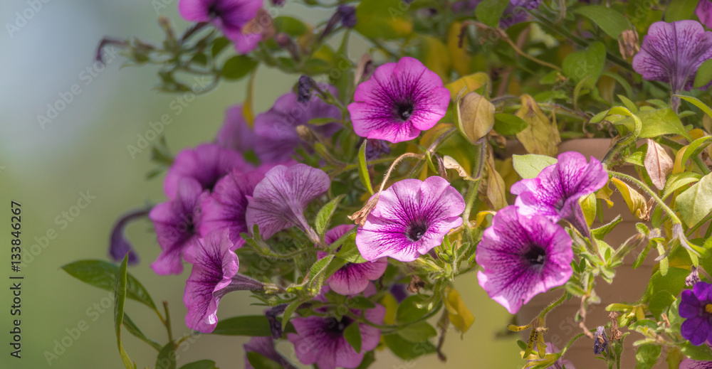 Lovely Springtime lavender pink trailing petunias in full bloom, glowing in soft sunlight in a hanging flower pot. Lovely Springtime lavender pink trailing petunias in full bloom, glowing in soft sunlight in a hanging flower pot.