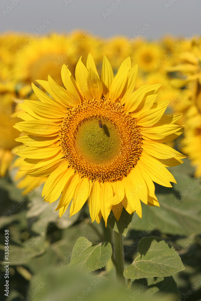 Fototapeta premium Sunflower fields Southern Ukraine