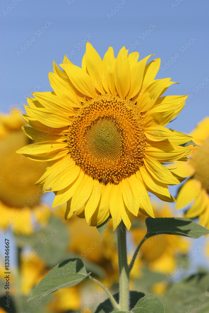 Sunflower fields Southern Ukraine Sunflower fields Southern Ukraine