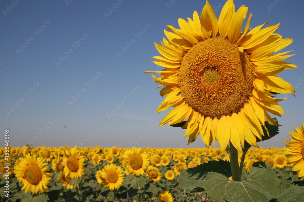 Sunflower fields Southern Ukraine Sunflower fields Southern Ukraine