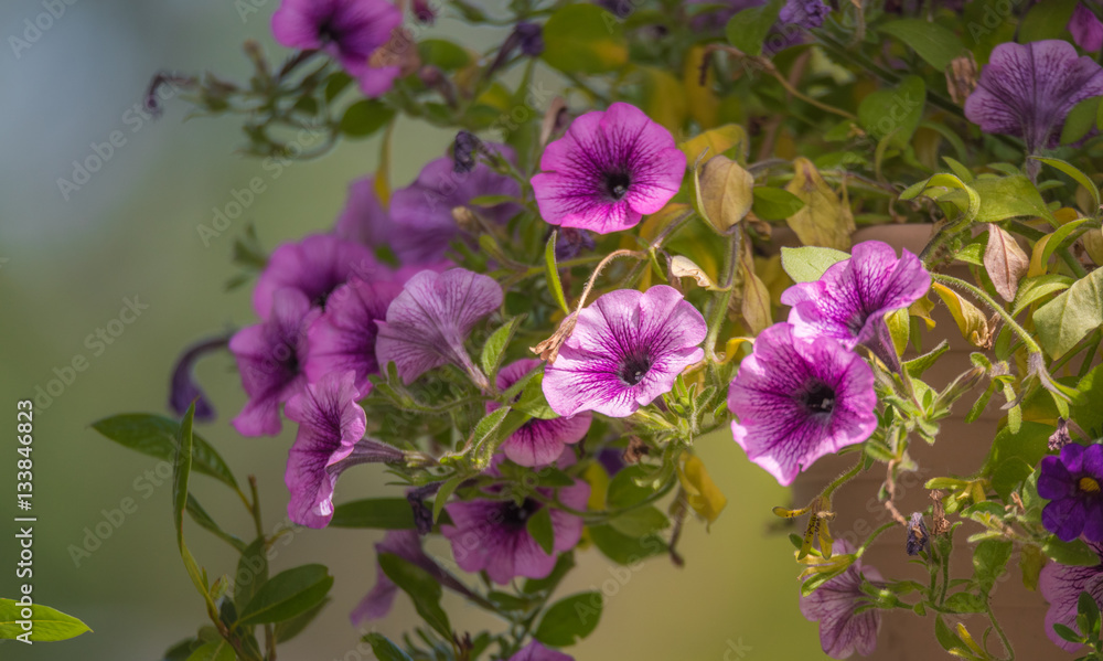 Fototapeta premium Lovely Springtime lavender pink trailing petunias in full bloom, glowing in soft sunlight in a hanging flower pot.