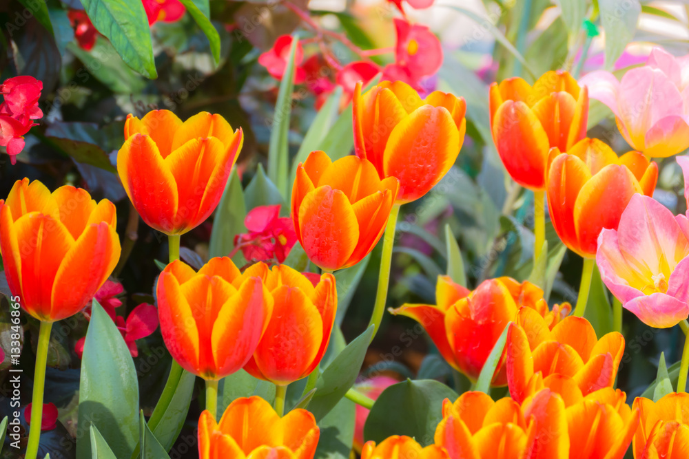 Tulip. Beautiful bouquet of tulips. colorful tulips. Tulip. Beautiful bouquet of tulips. colorful tulips.