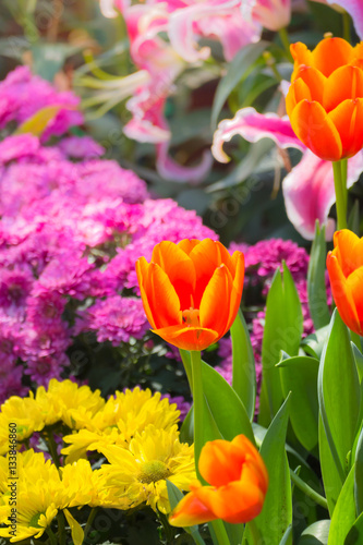 Fototapeta Naklejka Na Ścianę i Meble -  Tulip. Beautiful bouquet of tulips. colorful tulips.