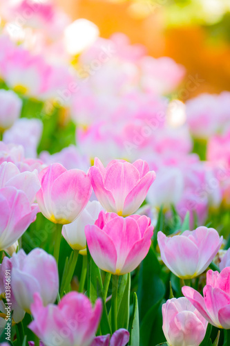 Tulip. Beautiful bouquet of tulips. colorful tulips.