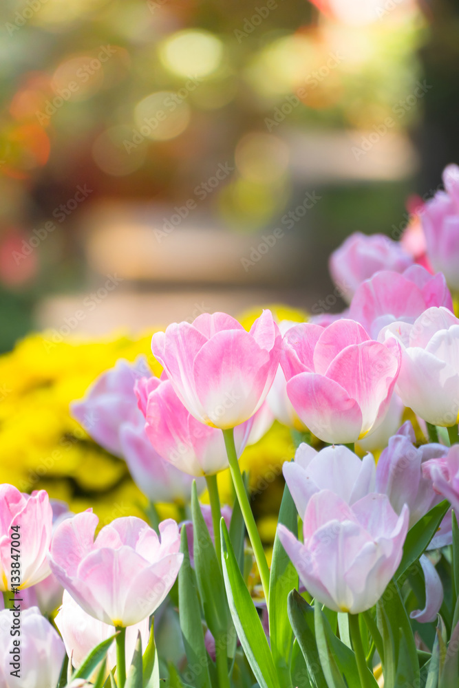 Tulip. Beautiful bouquet of tulips. colorful tulips. Tulip. Beautiful bouquet of tulips. colorful tulips.