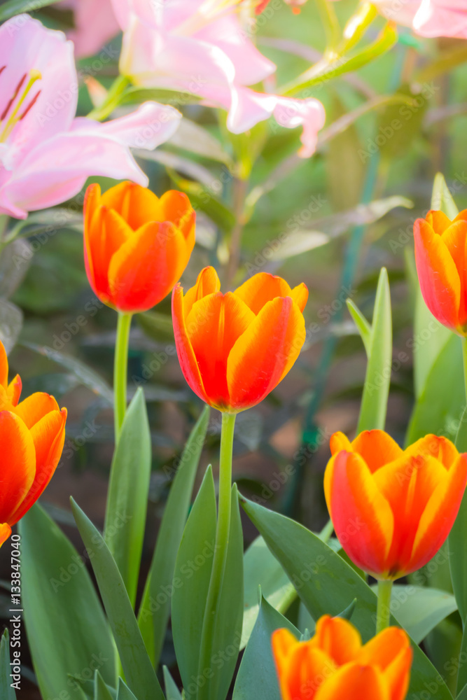 Tulip. Beautiful bouquet of tulips. colorful tulips. Tulip. Beautiful bouquet of tulips. colorful tulips.