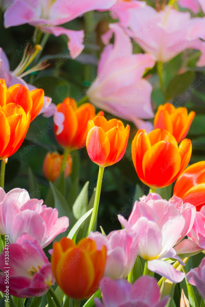 Fototapeta premium Tulip. Beautiful bouquet of tulips. colorful tulips.