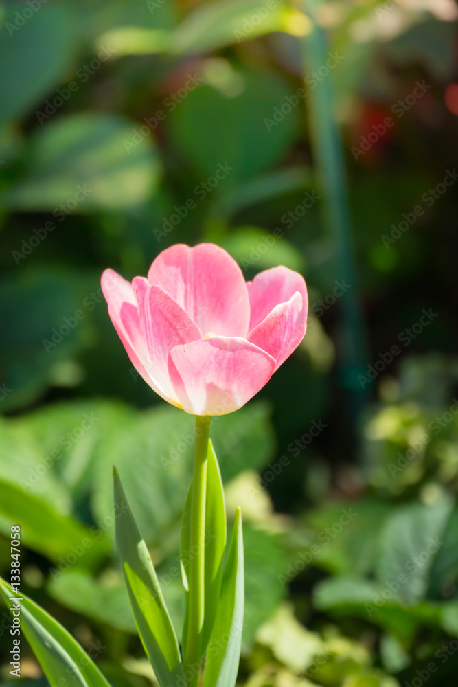 Tulip. Beautiful bouquet of tulips. colorful tulips. Tulip. Beautiful bouquet of tulips. colorful tulips.