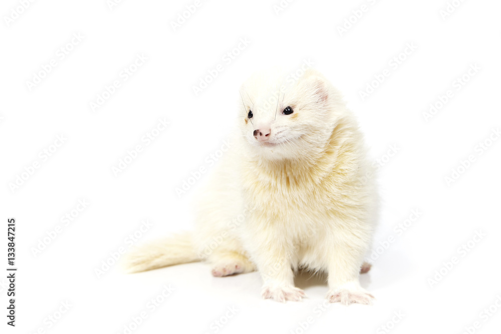 Dark eyed white ferret on white background posing for portrait in studio Dark eyed white ferret on white background posing for portrait in studio
