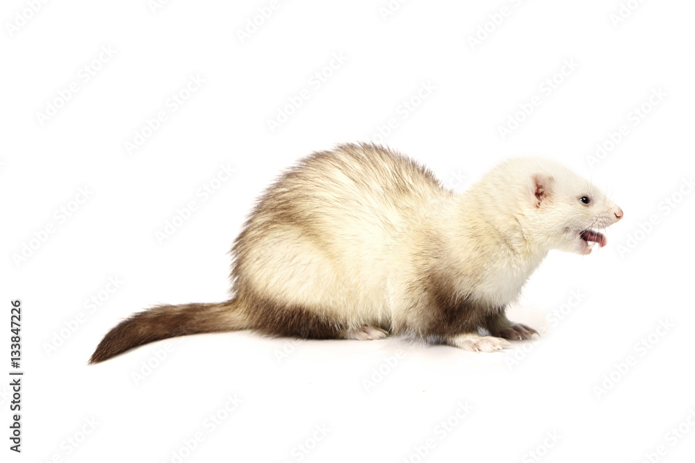 Light chocolate ferret on white background posing for portrait in studio Light chocolate ferret on white background posing for portrait in studio