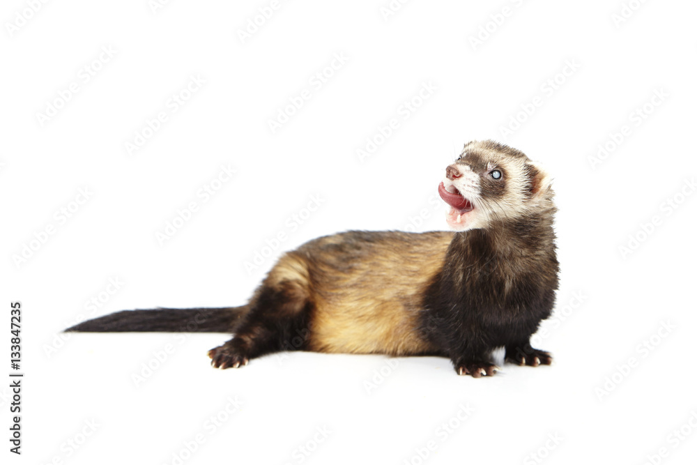 Pretty blind ferret on white background posing for portrait in studio Pretty blind ferret on white background posing for portrait in studio