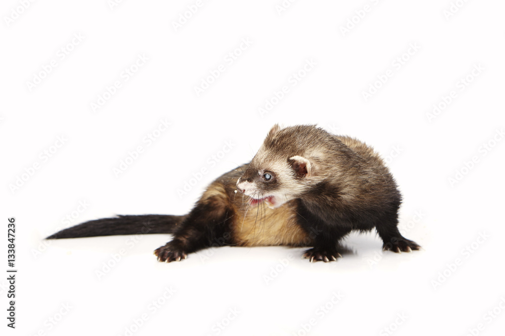 Pretty blind ferret on white background posing for portrait in studio Pretty blind ferret on white background posing for portrait in studio