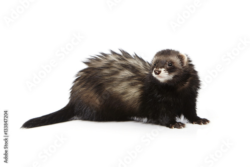 Black ferret on white background posing for portrait in studio