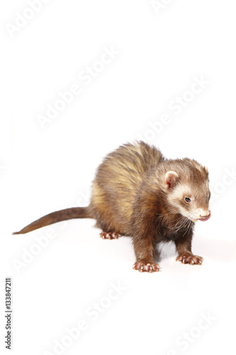 Cinnamon ferret on white background posing for portrait in studio