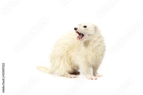 Dark eyed white ferret on white background posing for portrait in studio © Couperfield