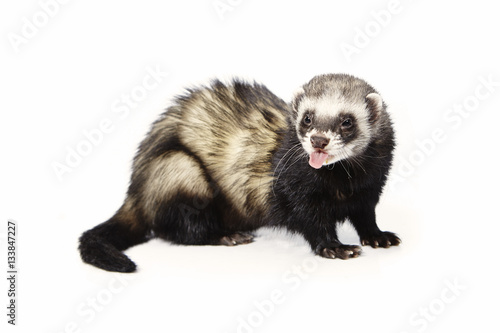 Standard color ferret on white background posing for portrait in studio