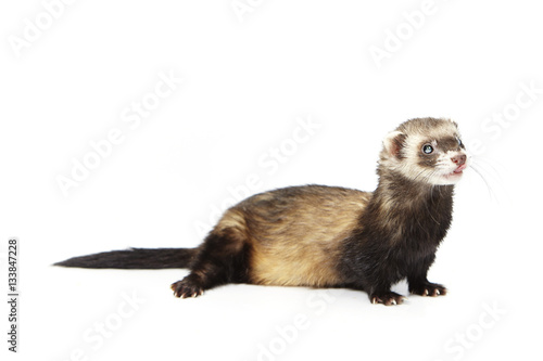 Pretty blind ferret on white background posing for portrait in studio