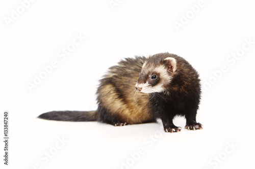 Dark pretty ferret on white background posing for portrait in studio