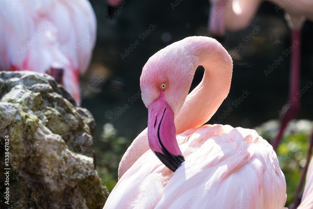 Naklejka premium Greater flamingo close-up (Phoenicopterus roseus)