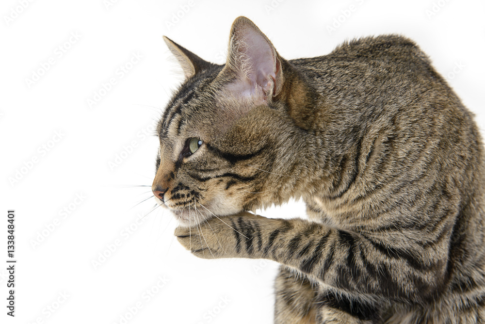 side view of a suspicious cat with his paw on the chin on a white background side view of a suspicious cat with his paw on the chin on a white background