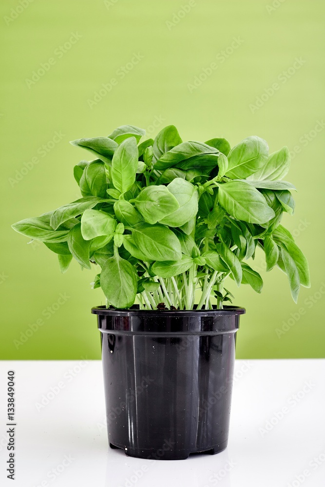 Fototapeta premium Potted Basil Plant