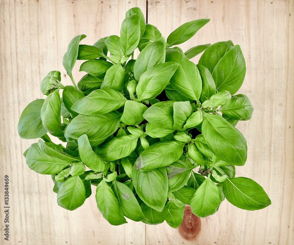 Fototapeta premium Potted Basil Plant