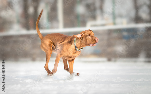 Hungarian Vizsla Dog Running on snowy day