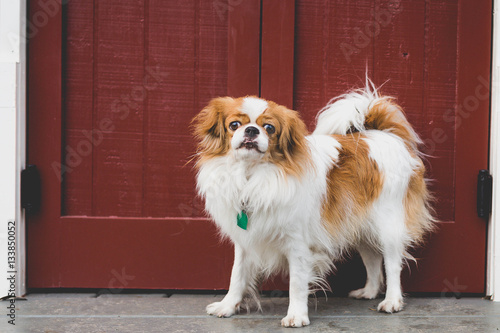 Εκτύπωση καμβά Japanese Chin standing