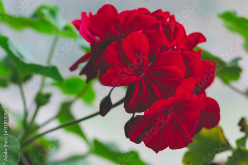 Red Geranium