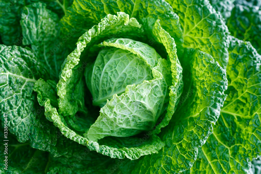 Fototapeta premium Savoy cabbage super food. Top view