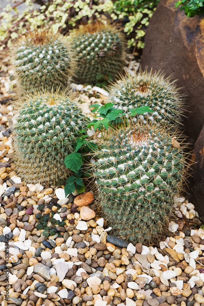 discocactus placentiformis discocactus placentiformis
